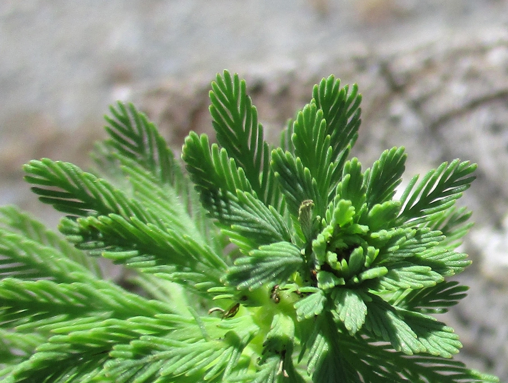 Close up of leaf pattern