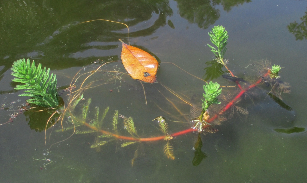 Stem and leaf