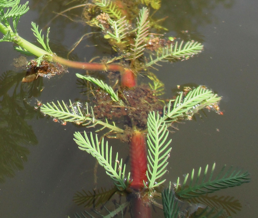 Close up of foliage