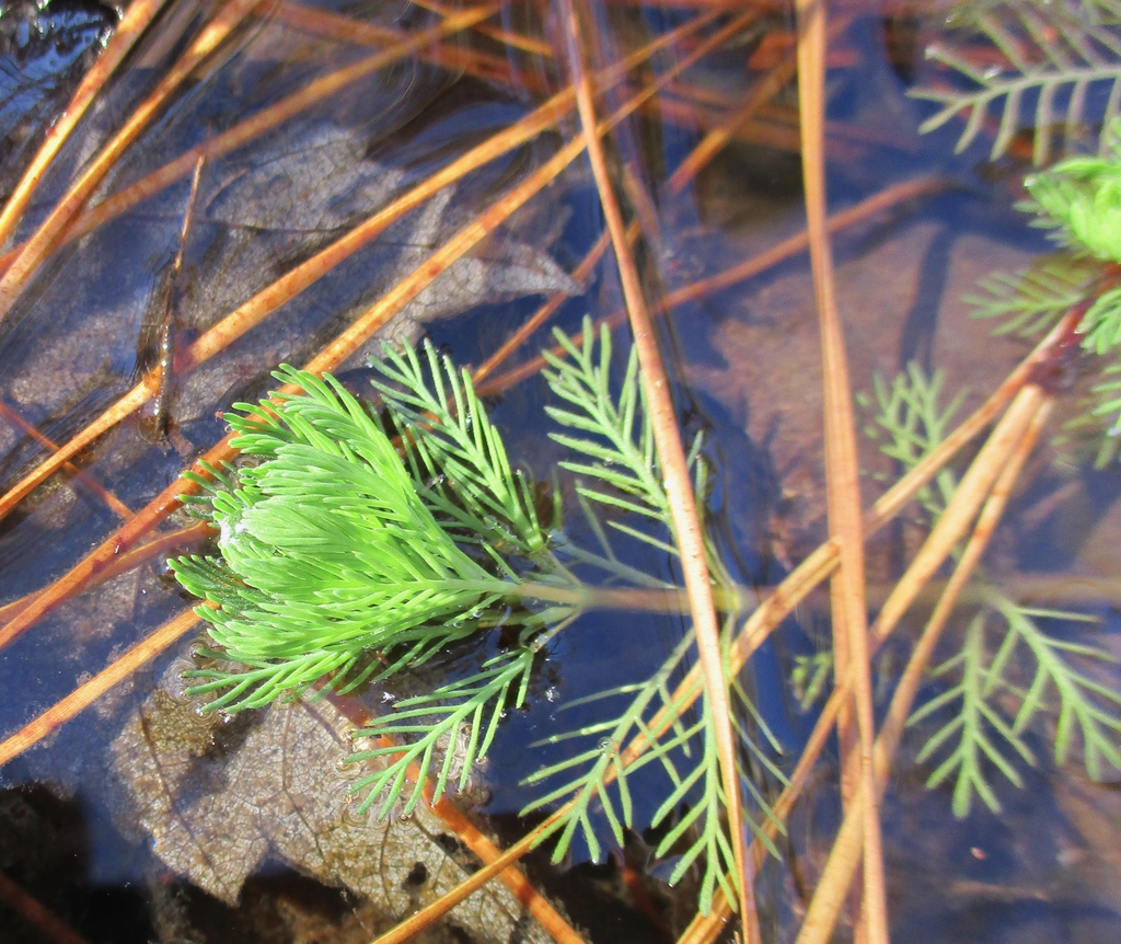 Leaf