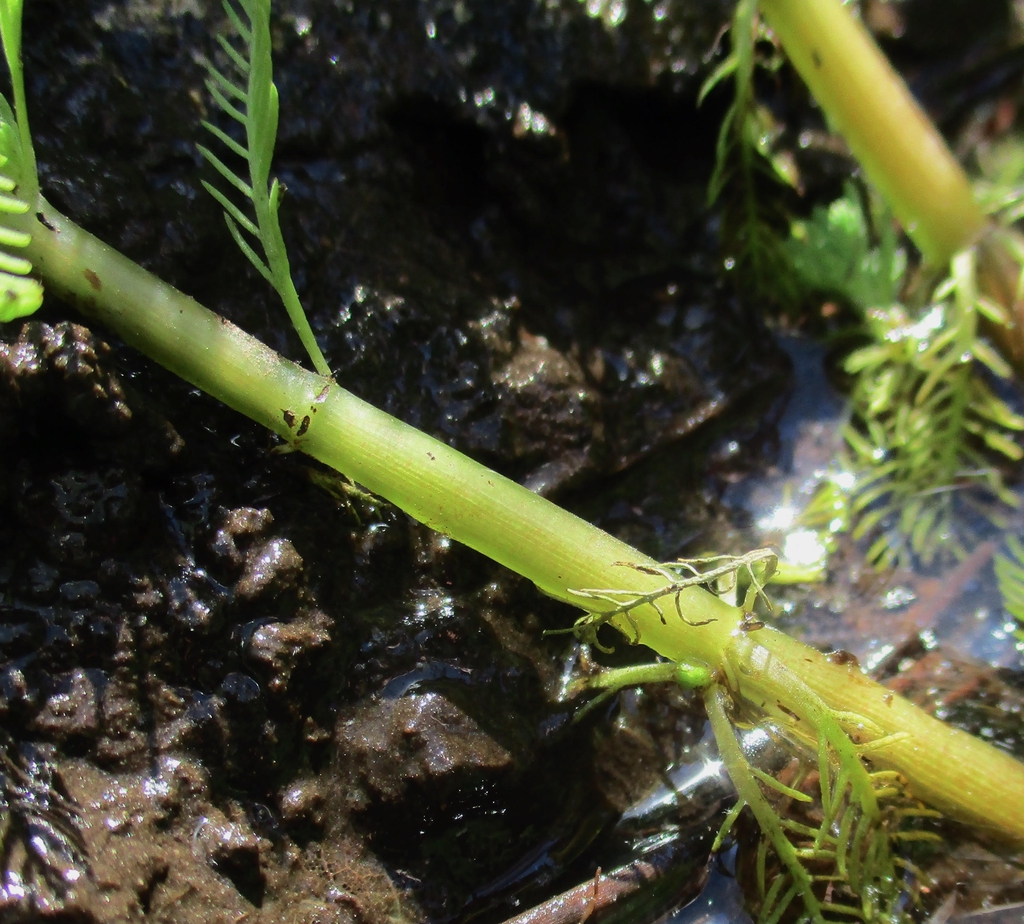 Stem