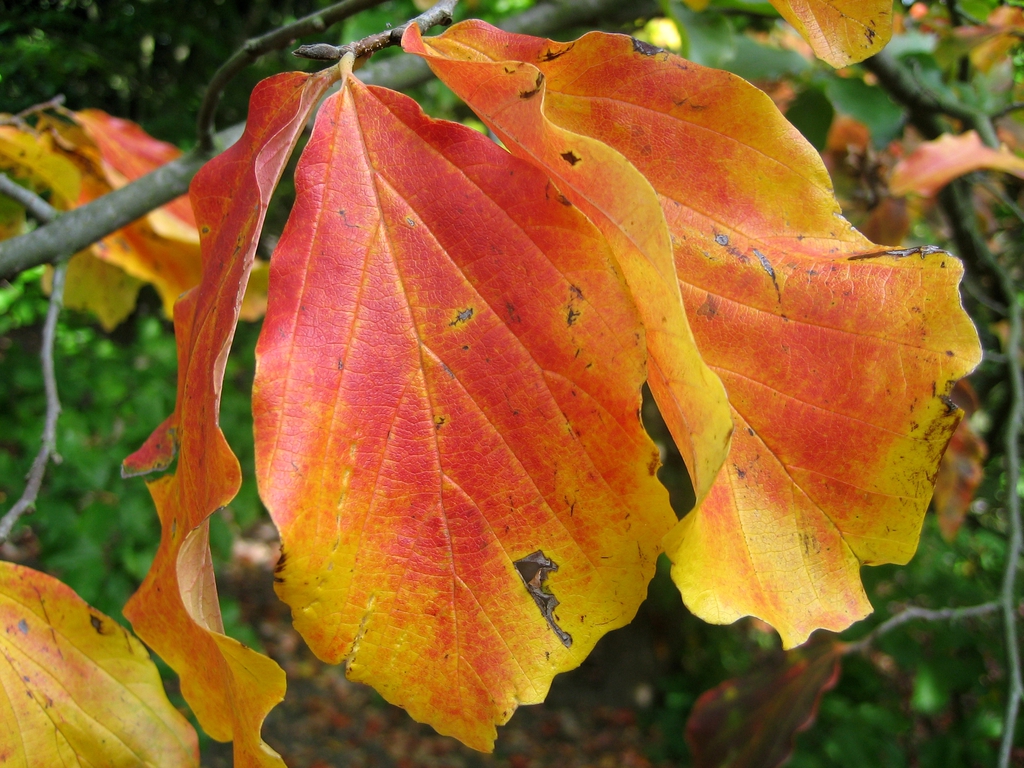 Leaves