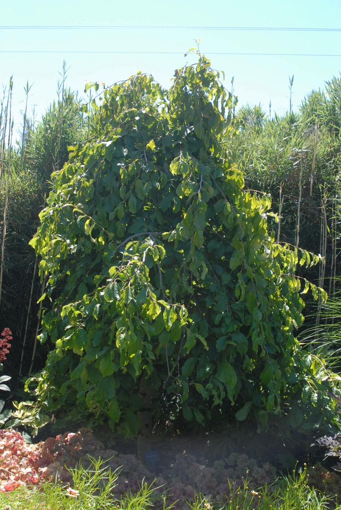 Parrotia persica