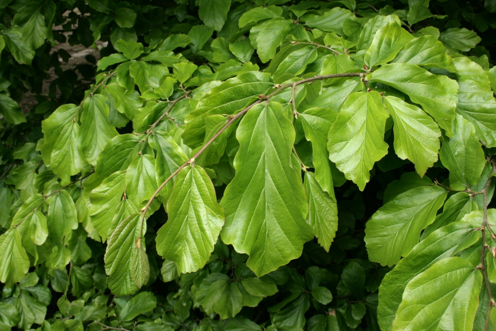 Leaves