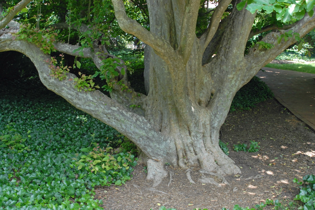 Parrotia persica