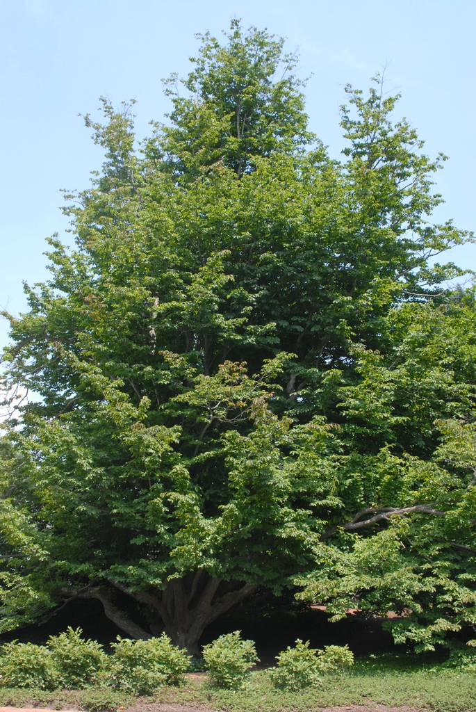 Parrotia persica
