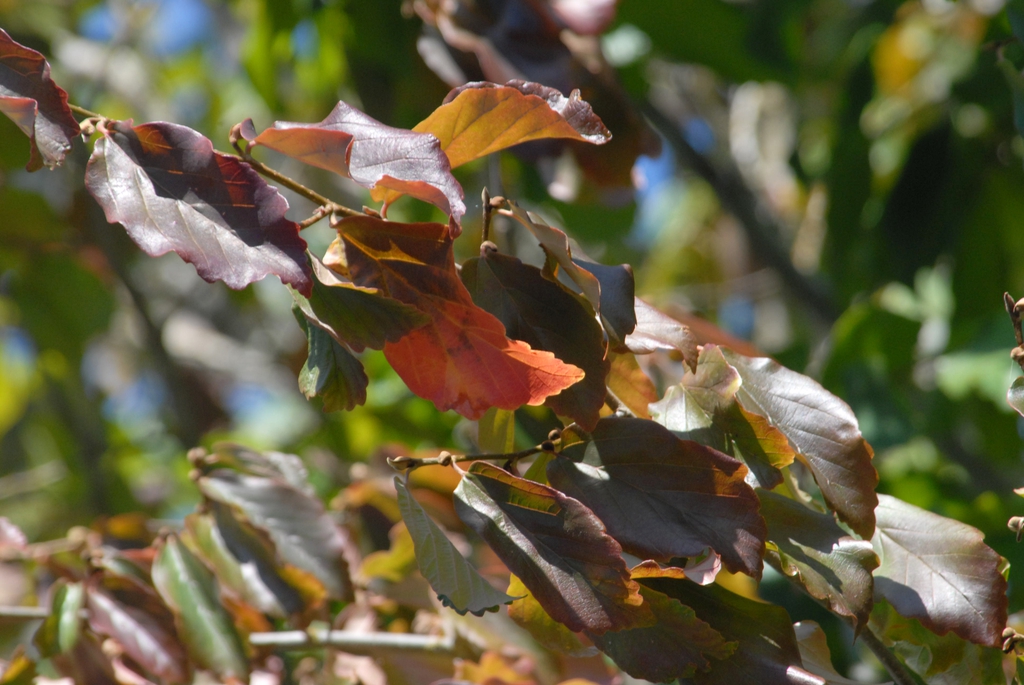 Parrotia persica