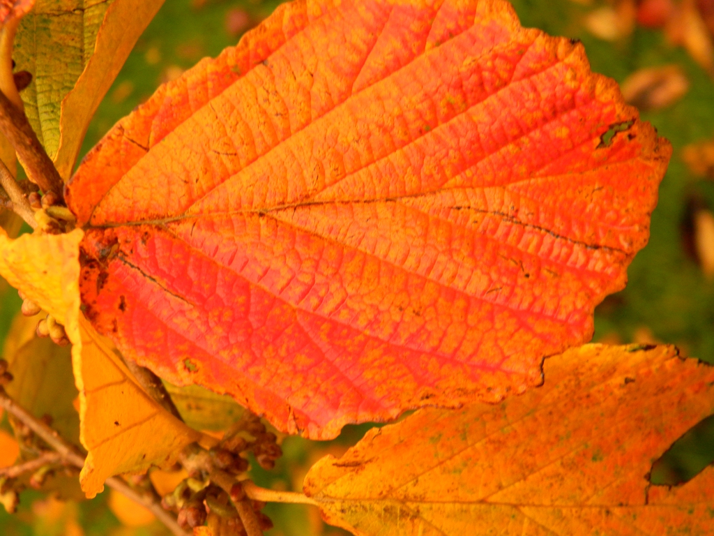 Parrotia persica