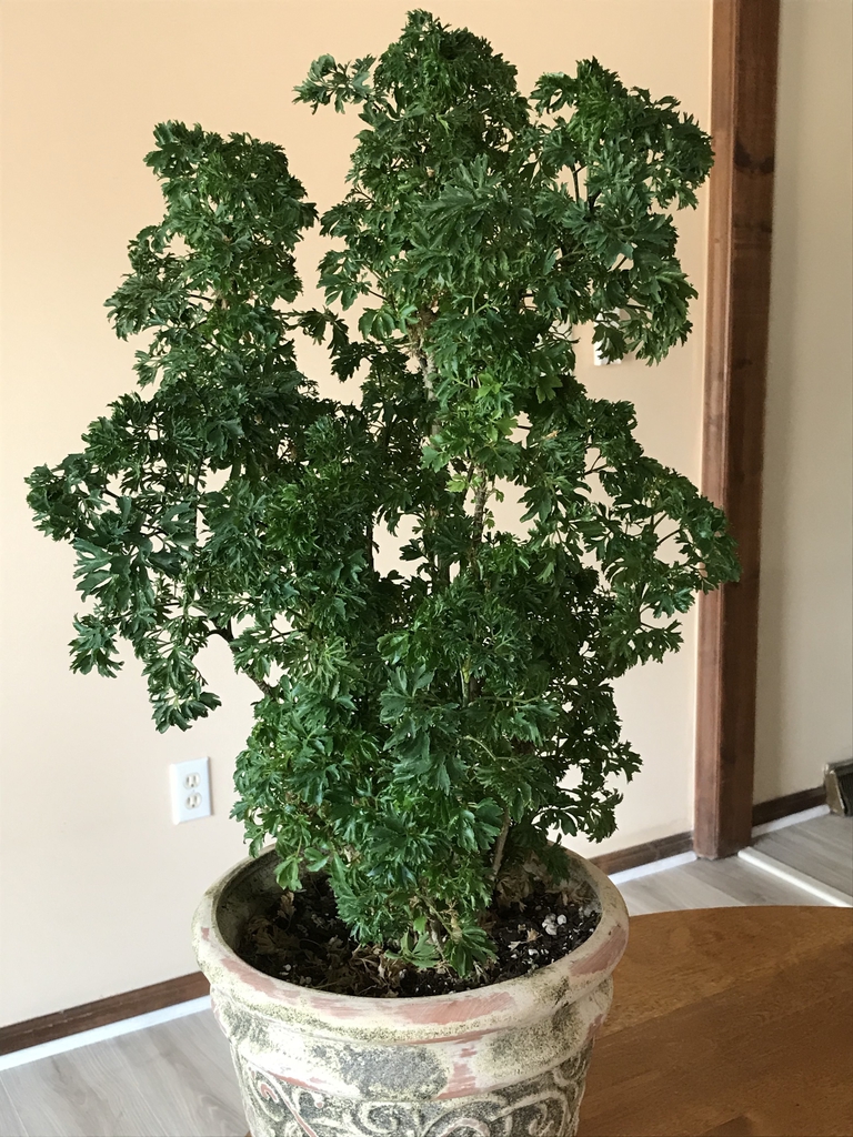 Form in a pot