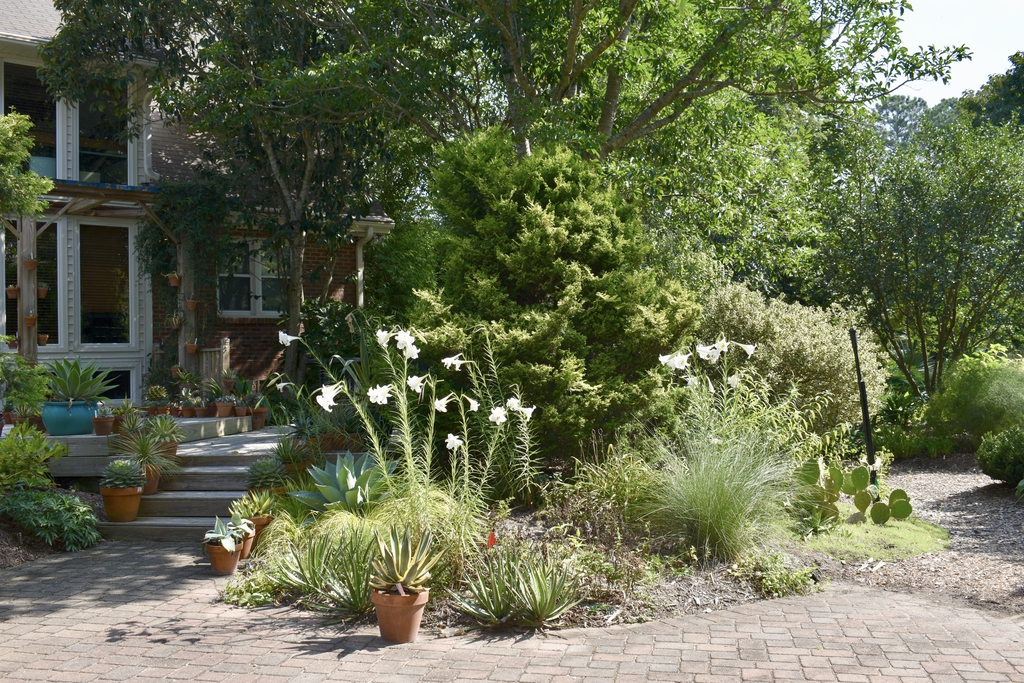 Form with Agave - Wake Co., NC