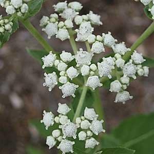 Parthenium integrifolium