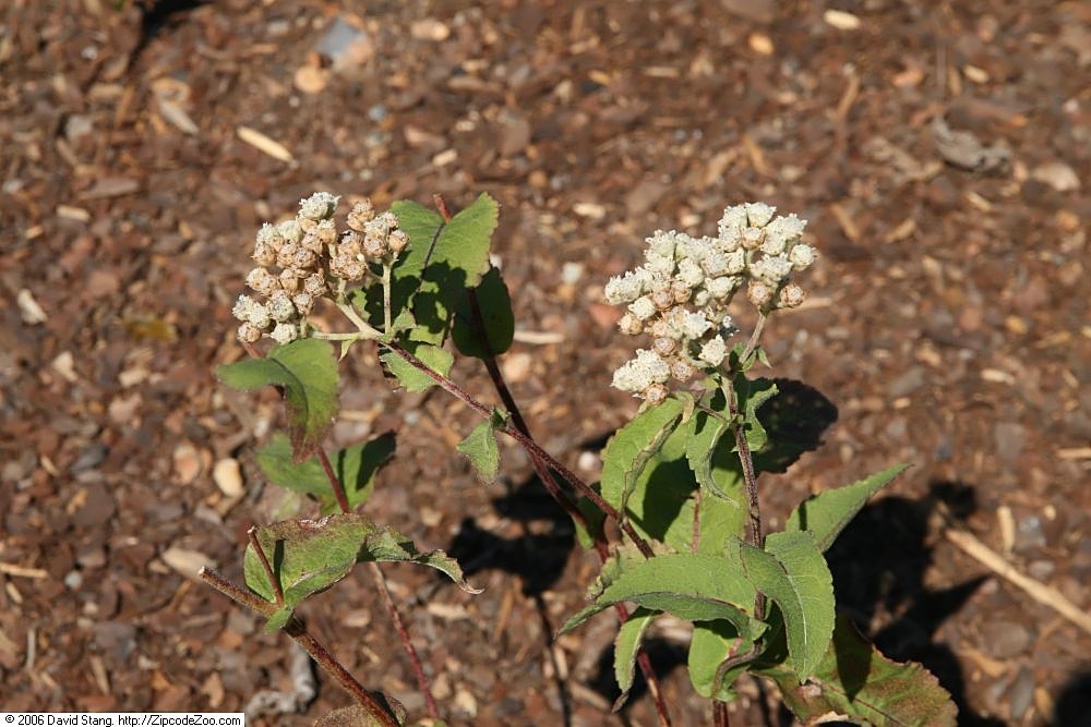 Form