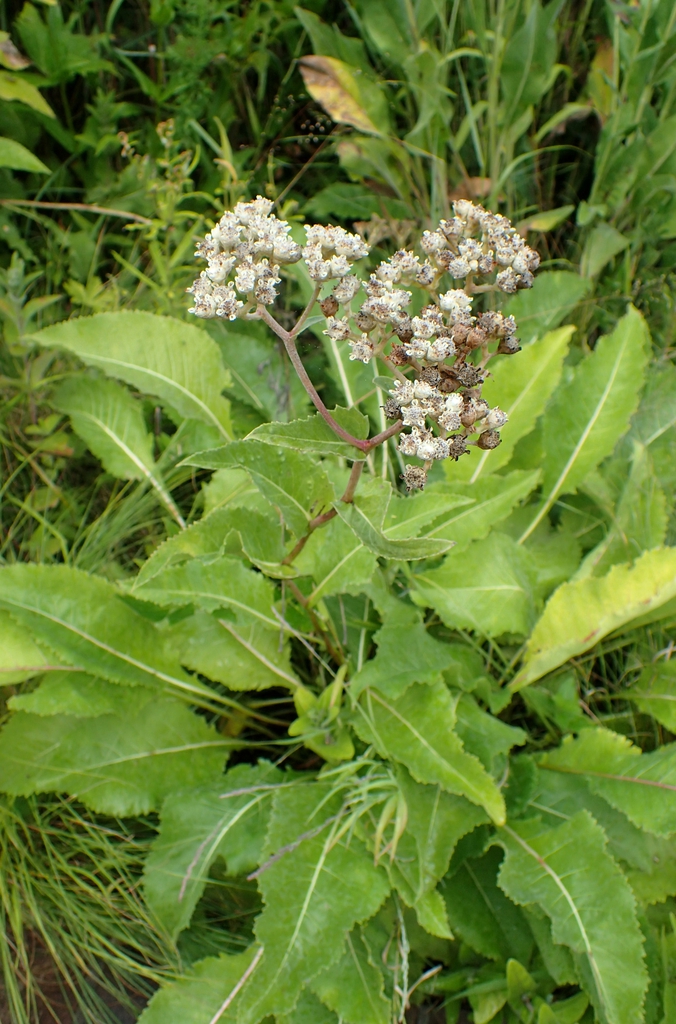Form