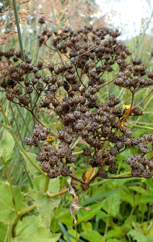 Form