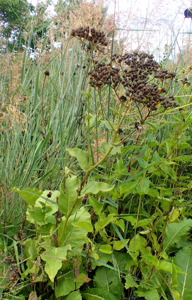 Form