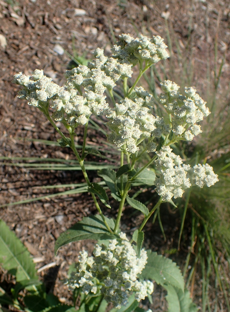 Form