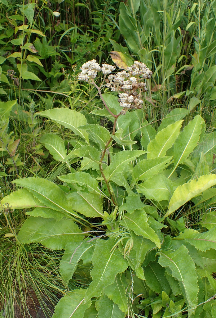 Form