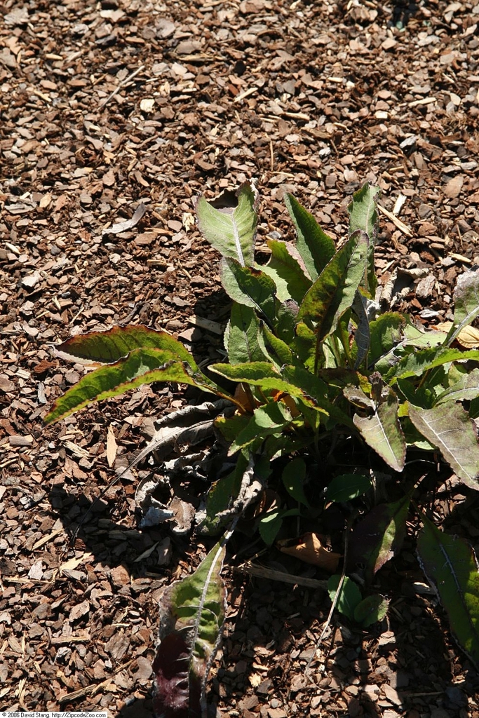 Form