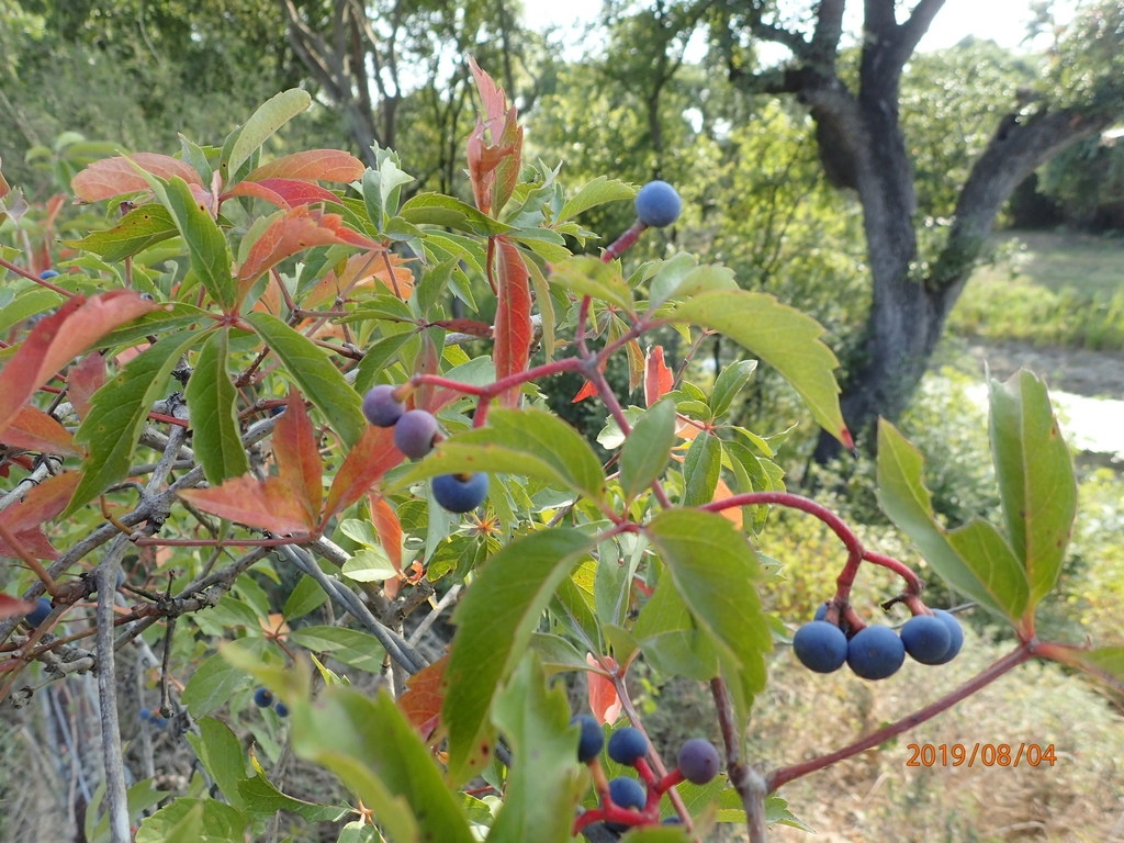 Palmately compound leaves & blue fruits on red axes