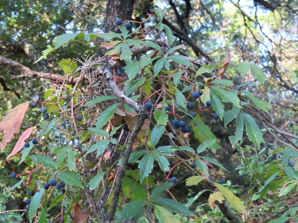 Palmately compound leaves & blue fruits on red axes