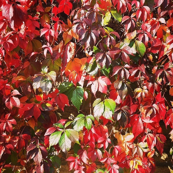 Colorful red and orange palmately compound leaves on wall