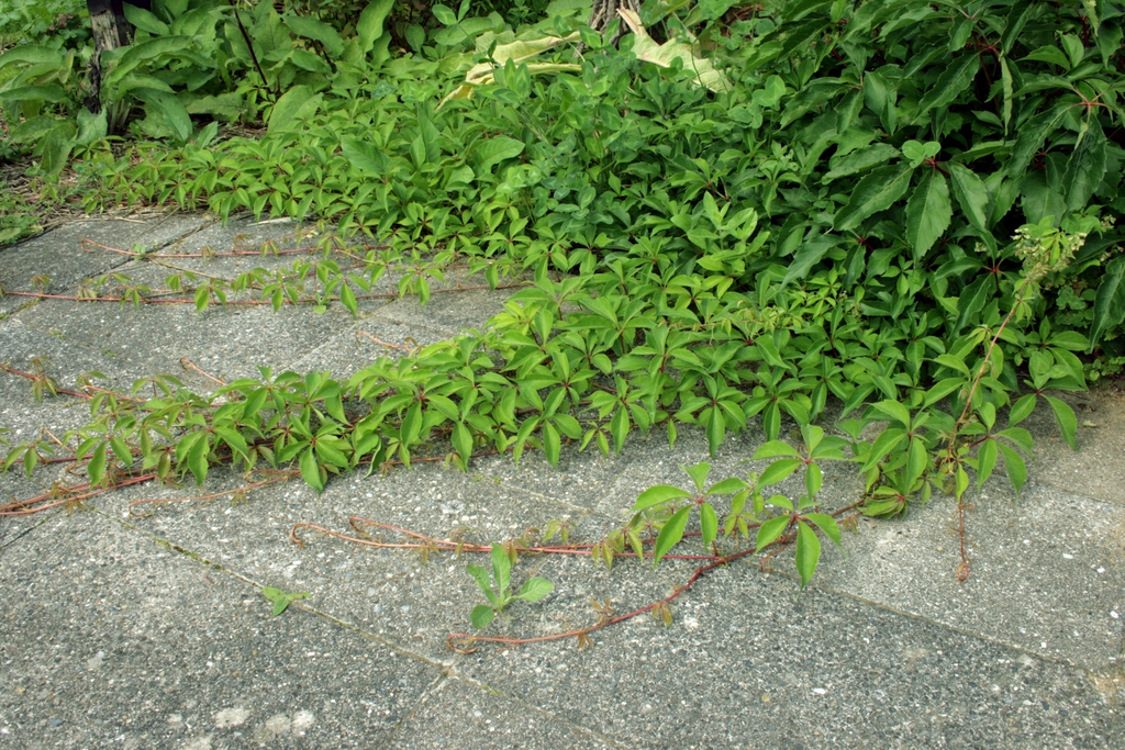 Leaves