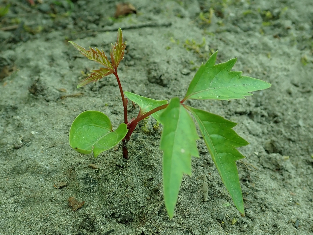 Seedling
