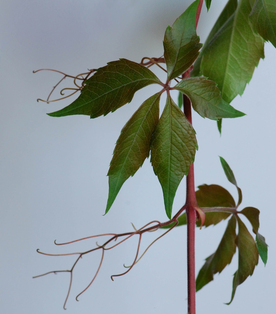 Leaves