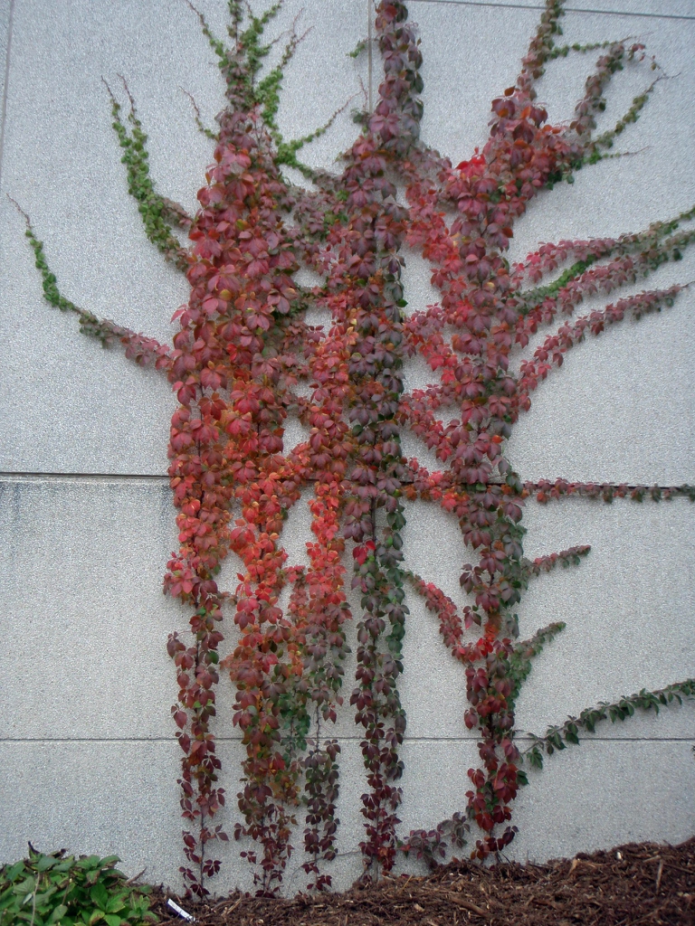 Fall Tree