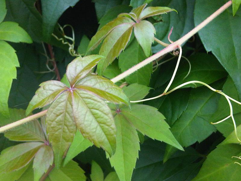 Leaves