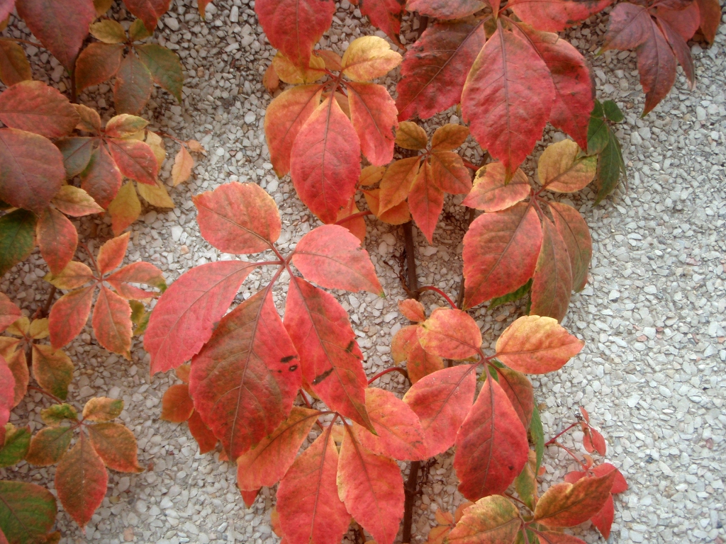 Fall Color Leaf