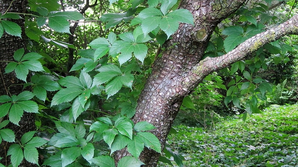 Parthenocissus quinquefolia