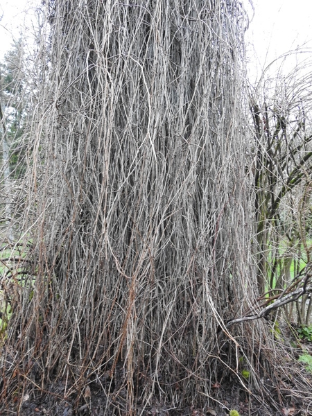 The vine growing on an old stump in the winter