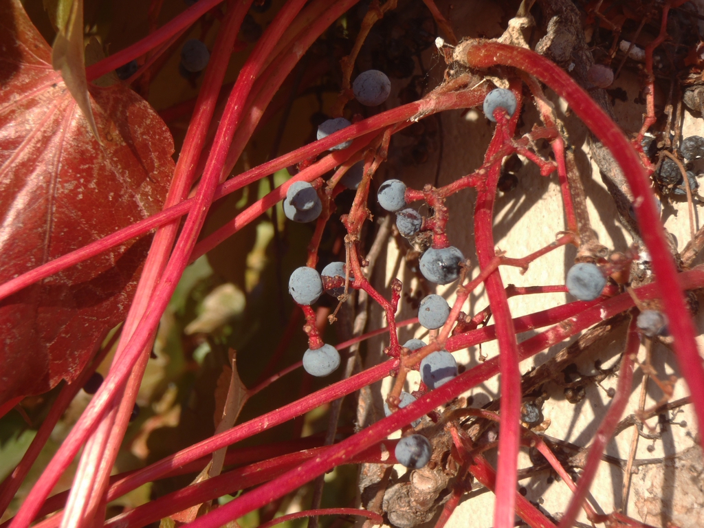Parthenocissus tricuspidata