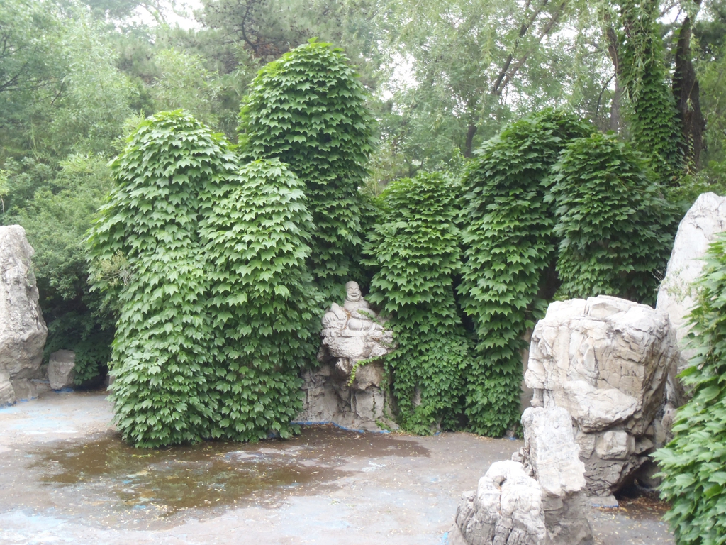 Parthenocissus tricuspidata