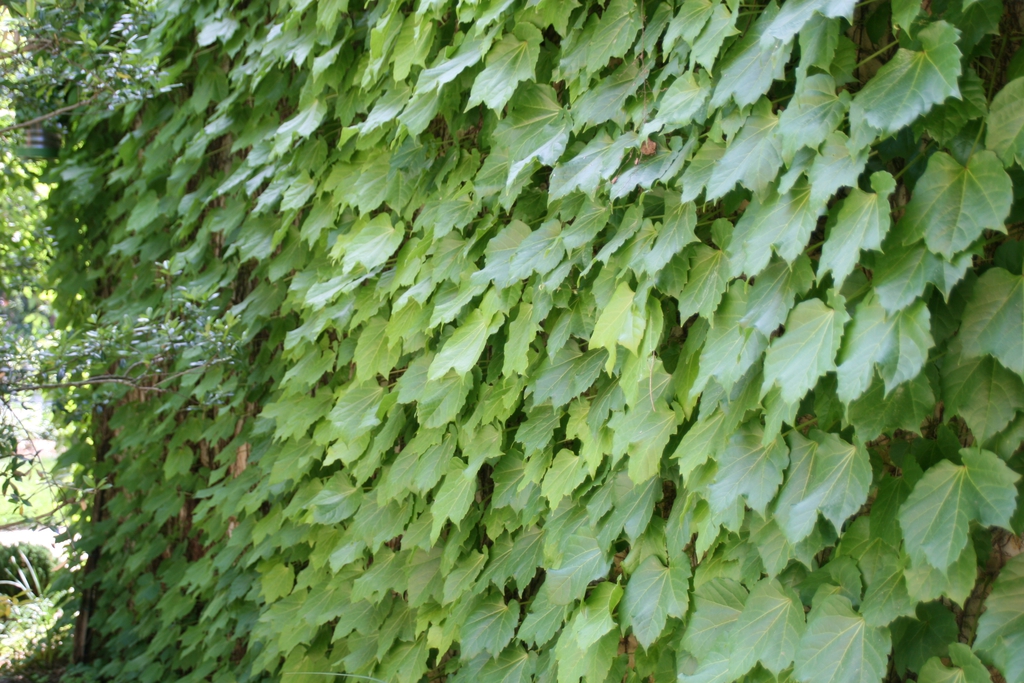 Leaves