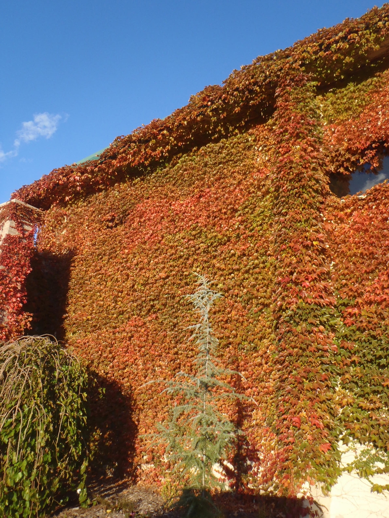 Parthenocissus tricuspidata