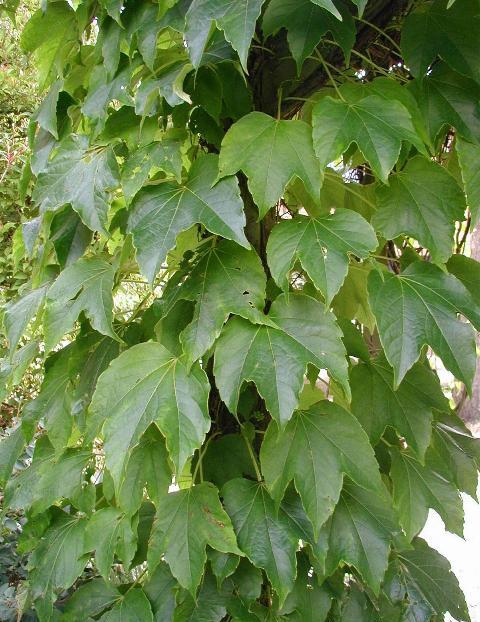 Leaves