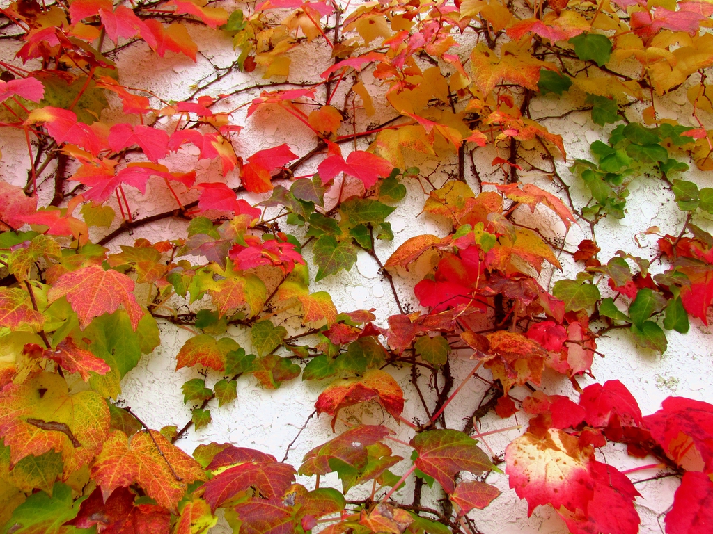 Leaves