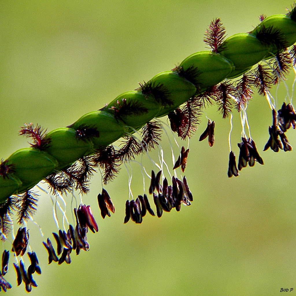 Flowers with anthers and stigmas exposed.