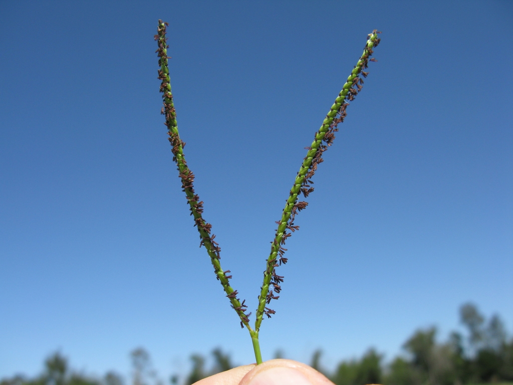 Typical Y-shaped inflorescence.