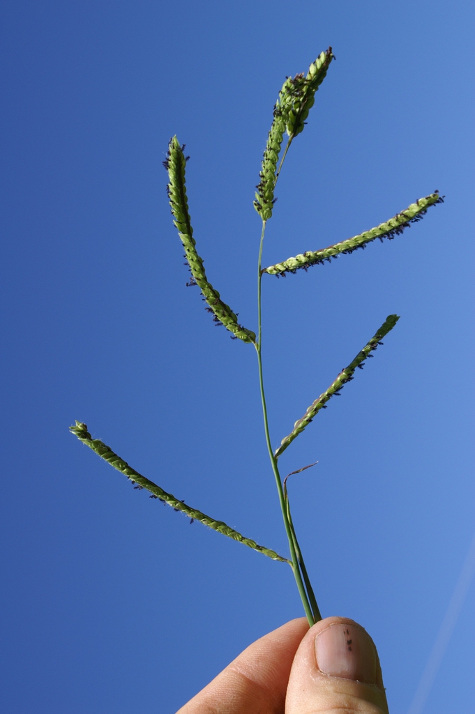 Form