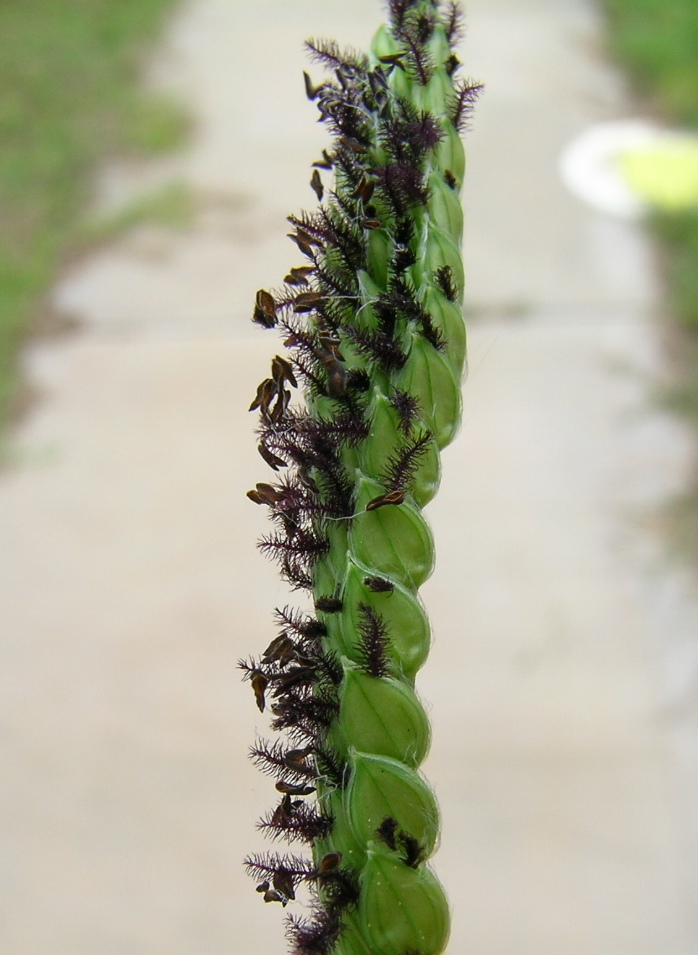 Form
