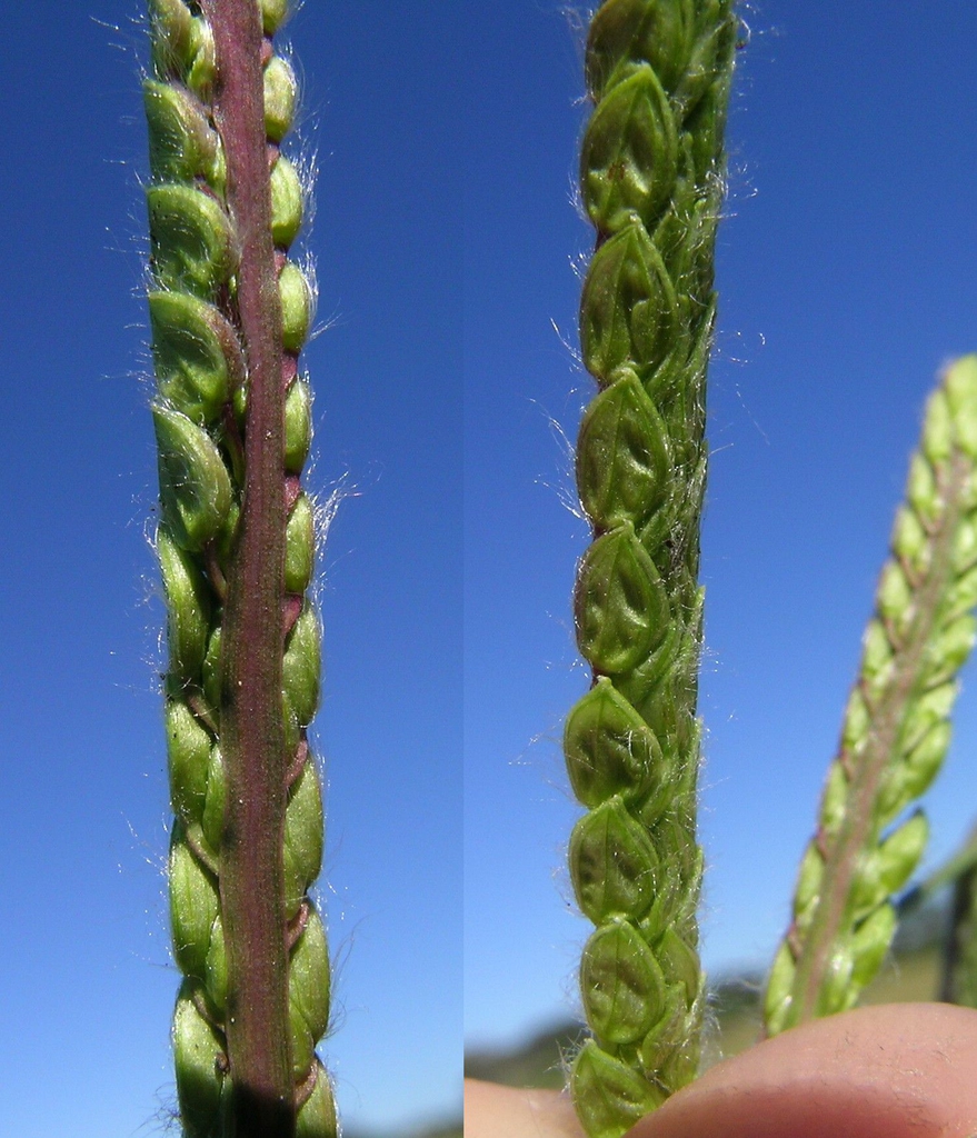 Form