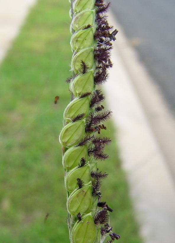 Form