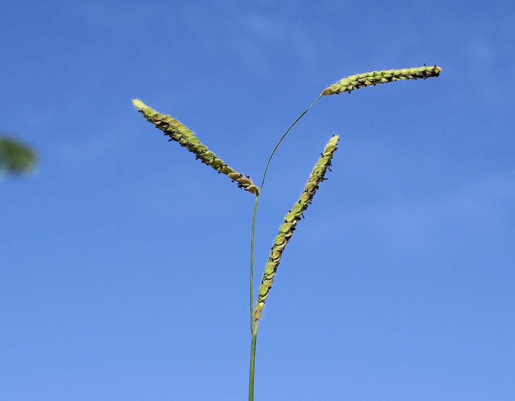 Form