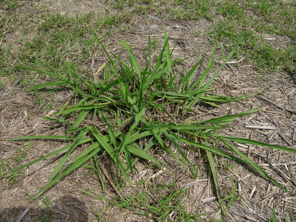 Form