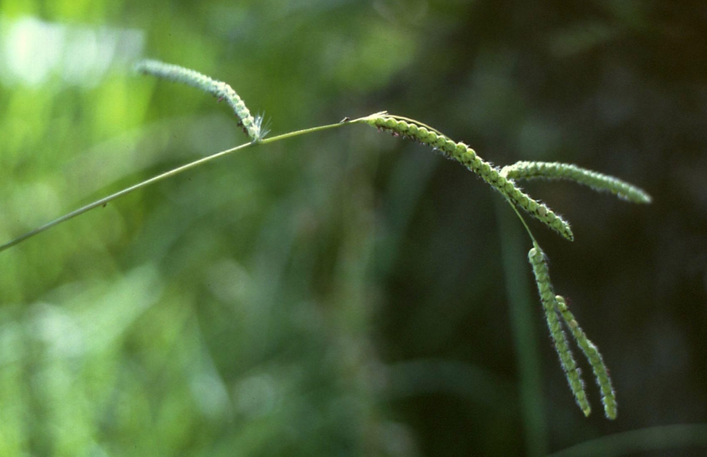 Form