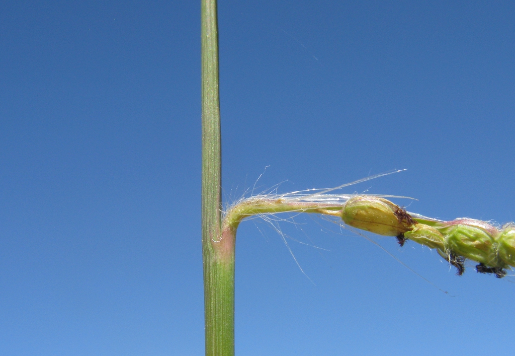 Stem