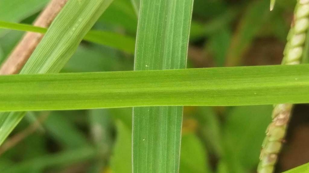 Leaf blade detail